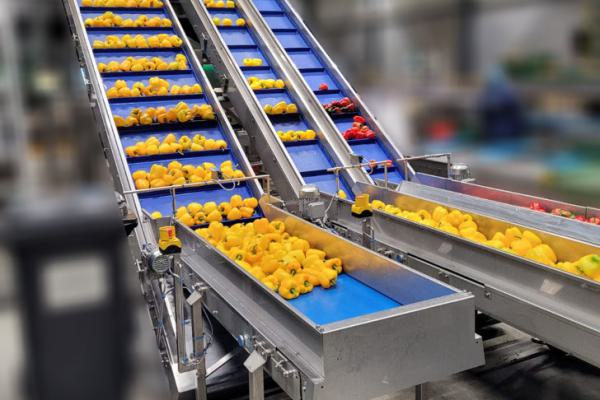 Feeding conveyors for peppers